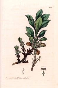 Alpine Bärentraube (Arctostaphylos alpina) - Lithographie nach einer Zeichnung von James Sowerby für Smith