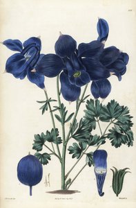 Alpen-Akelei, Aquilegia alpina. Handkolorierter Kupferstich von Weddell nach einer botanischen Illustration von Edward Dalton Smith aus Robert Sweets The British Flower Garden, Ridgeway, London von Unbekannter Künstler