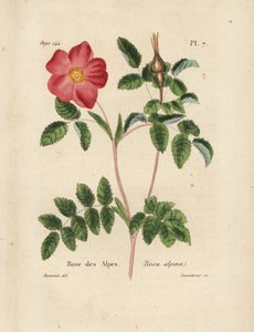 Alpenrose, Rosa alpina. Handkolorierte Lithographie von Lecouturier nach einer botanischen Illustration von Borromee aus Pierre Boitard