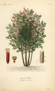 Amargo, Bitteresche, Bitterholz oder Hombre Grande, Quassia amara