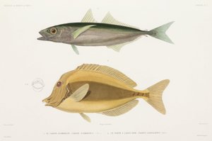 Bernstreifen-Stachelmakrele und Rasiermesser-Doktorfisch
