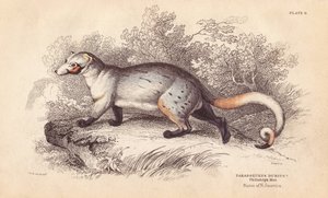 Amerikanischer Paradoxide, Paradoxurus dubius. Aus einem Exemplar im Philadelphia Museum. Handkolorierter Stahlstich von Lizars nach einer Illustration von Charles Hamilton Smith aus William Jardine