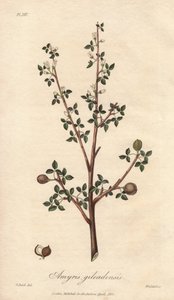 Amyris elemifera oder Elemi-Baum (Commiphora gileadensis) - Illustration aus „Medical Botanical, Description of the Medicinal Plants of London, Edinburgh and Dublin“ von John Stephenson und James Morss Churchill von Unbekannter Künstler