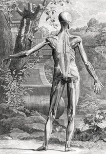 Anatomische Illustration von Unbekannter Künstler