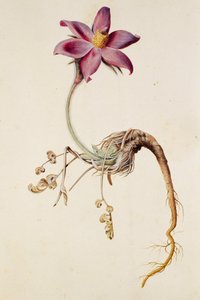 Anemone pulsatilla von Unbekannt