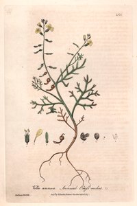 Einjähriges Vella (Vella annua) - Botanische Tafel von Isaac Russell, graviert von Charles Matthews, aus English Botanical Phenomenes von William Baxter (1788-1871) von Unbekannter Künstler