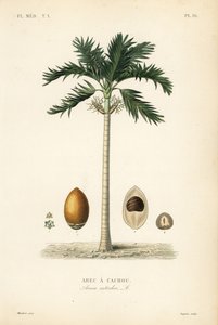 Betelnusspalme