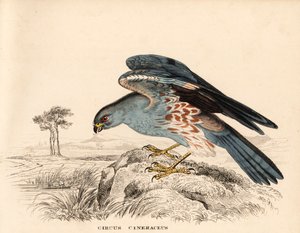 Aschgrauer Weihen, Circus cineraceus. Handkolorierter Stahlstich aus Georg Friedrich Treitschkes Naturhistorischer Bildersaal des Thierreiches, Leipzig. von Unbekannter Künstler