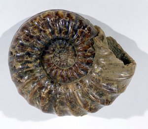 Asteroceras obtusum (Ammonit) gefunden in Lyme Regis, Dorset, Unterjura