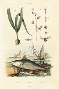 Atlantischer Blauflossenthun und Belitia-Orchidee von Unbekannter Künstler
