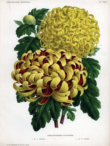 Herbst-Chrysanthemen-Hybriden: M. C. Orchard hat große gelbe Blüten und M. H. Cannell hat große gelbe Blüten