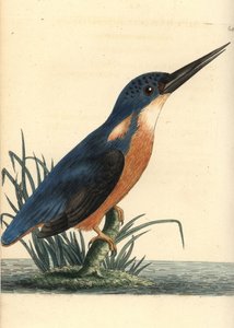 Azurliest, Ceyx azureus. Illustration gezeichnet und graviert von Richard Polydore Nodder. Handkolorierter Kupferstich aus George Shaw und Frederick Nodder