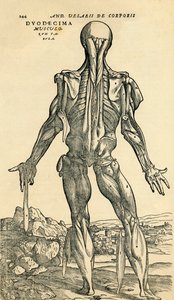 Rückseite des männlichen Körpers, eine anatomische Studie ursprünglich veröffentlicht in De Humani Corporis Fabrica Libri Septem von Andreas Vesalius, veröffentlicht in Basel von Unknown