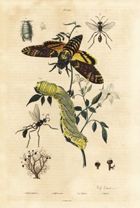 Kugelflechte, Sphaerophorus globulus 1, Dynamene-Krebstier 2, Grabwespen, Sphex-Arten 3,4 und Afrikanischer Totenkopfschwärmer, Acherontia atropos, und Raupe 5 von Unbekannt