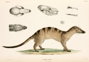 Bänderpalmenzibetkatze, Indonesien von Unbekannter Künstler
