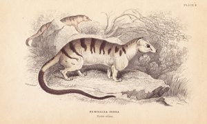 Gebänderte Palmenzibetkatze, Hemigalus derbyanus (Hemigalea zebra). Bedroht. Handkolorierter Stahlstich von Lizars nach einer Illustration von Charles Hamilton Smith aus William Jardine