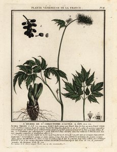 Christophskraut, Actaea spicata von Unbekannter Künstler