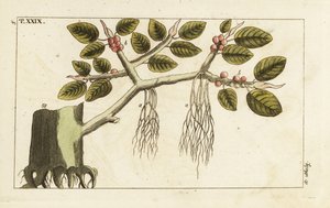 Banyan-Feigenbaum mit Luftwurzeln, Ficus benghalensis