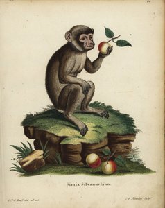 Berberaffe oder Makak, Macaca sylvanus. Gefährdet. Simia silvanus Linn. Handkolorierter Kupferstich von C.D. Henning nach einer Illustration aus der Natur von C. J. G. Reuss aus Johann Christian Daniel Schreber