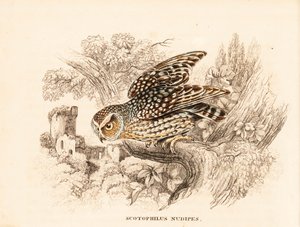 Nacktbein-Eule, Margarobyas lawrencii. Handkolorierter Stahlstich aus Georg Friedrich Treitschkes Naturhistorischer Bildersaal des Thierreiches, Leipzig. von Unbekannter Künstler