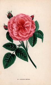 Baroness Prevost Rose, Hybride gezüchtet von Monsieur Desprez in Yebles bei Melun im Jahr 1843. Chromolithographie gezeichnet und lithographiert nach der Natur von F. Grobon aus Hippolyte Jamain und Eugene Forneys Les Roses