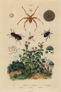 Großäugiger Käfer, Notiophilus biguttatus, Rückenschwimmer, Nononecta-Arten, Nummulitenfossil, Schwarzkäfer, Nyctelia-Arten, Fledermausfliege, Nycteribia-Arten von Unbekannt