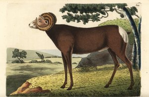 Dickhornschaf oder Kanadisches Schaf. Ovis canadensis. Illustration gezeichnet und graviert von Richard Polydore Nodder. Handkolorierter Kupferstich aus George Shaw und Frederick Nodders The Naturalist