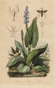 Schwarzgebänderte Spinnenwespe, Anoplius viaticus 1, Hechtkraut, Pontederia cordata 2 und Wächtergarnele, Anchistus custos 3 von Unbekannt
