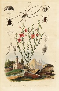 Schwarzäugige Susanne, Spinne und Käfer