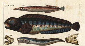 Schwarzflossen-Dungeon - Kreta-Siam-Fisch (oder Petite Masta, Ocellee-Aal, Trompeten- oder Stachelaal) - Wolfsfisch - Makroschlangen-Schleimfisch, Ophidion barbatum 73, kleiner Stachelaal, Macrognathus aculeatus 74, Wolfsfisch, Anarhichas lupus 75, und von Unbekannter Künstler