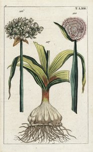 Schwarzer Knoblauch (Allium nigrum 186) und Zwiebel, Allium cepa, Zwiebel 187 und Blume 188. Handkolorierter Kupferstich einer botanischen Illustration aus G. T. Wilhelms „Unterhaltungen aus der Naturgeschichte“ (Enzyklopädie der Naturgeschichte)