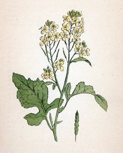 Schwarzer Senf (seneve noir) (Brassica nigra) Botanische Tafel aus „Atlas colorie des plantes medicinales“ von Paul Hariot von Unbekannter Künstler