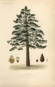 Schwarzkiefer, Pinus nigra subsp. von Unbekannt