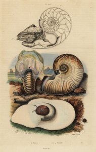 Blasen-Mondschnecke, Neverita didyma 1, Krusten-Nautilus, Nonion umbilicatulum 2, und Perlboot, Nautilus pompilius 3,4