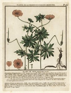 Blutroter Storchschnabel, Geranium sanguineum