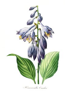 Blaue Taglilie (Hemerocallis) caerulea, digitale Reproduktion eines Originals aus dem 18. Jahrhundert, Originaldatum unbekannt von Unbekannter Künstler