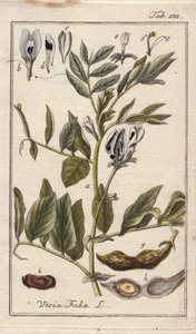 Botanisch: Bohnenpflanze mit Blüten, Blättern und Bohnen in Schoten, Vicia faba. Handkolorierte Kupferstichgravur nach einer Zeichnung von B. Thanner aus Johannes Zorns „Icons plantarum medicinalium“, Deutschland