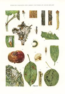 Botanische Tafel/Obstbaumparasiten