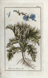 Endivie (Cichorium endivia). Handkolorierte Kupferstich-Botanische Gravur aus Johannes Zorns „Afbeelding der Artseny-Gewassen“, Jan Christiaan Sepp, Amsterdam von Unbekannter Künstler
