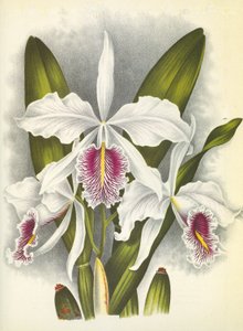 Botanische Tafel: Cattleya maxima var. Virginalis