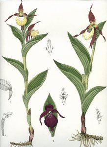 Botanische Tafel/Cypripedium calceolus/Venus-Schuh