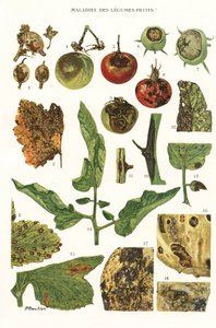 Botanische Tafel / Obst- und Gemüsekrankheiten