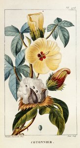Botanische Tafel/Gossypium sp/Baumwolle