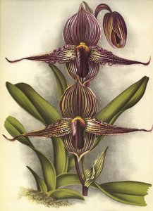 Botanische Tafel/Paphiopedilum rothschildianum/Lindenia