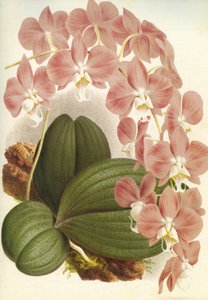 Botanische Tafel/Phalaenopsis sanderiana/Lindenia