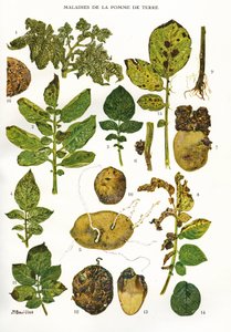 Botanische Tafel/Kartoffelkrankheiten/Solanum tuberosum