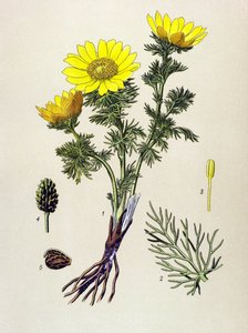 Botanische Tafel. Giftige und Heilpflanze: Frühlings-Adonisröschen (Adonis vernalis)