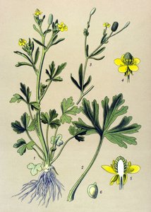 Botanische Tafel. Giftig: Scharfer Hahnenfuß (Ranunculus sceleratus) von Unbekannter Künstler