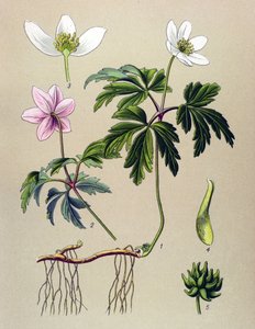Botanische Tafel, giftige und medizinische Pflanze: Buschwindröschen (Anemone nemorosa) von Unbekannter Künstler