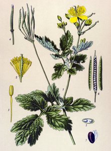 Botanische Tafel, giftige und medizinische Pflanze: Schöllkraut (Chelidonium majus) von Unbekannter Künstler